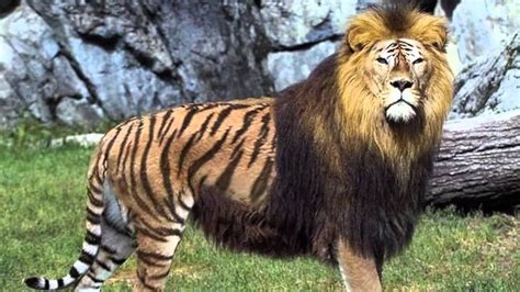 Lions, Tigers and Ligers! .